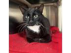 Adopt Darlene a Domestic Short Hair