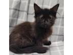 Adopt Melon a Domestic Medium Hair