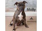 Adopt Molly a Pit Bull Terrier