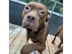 Adopt Apple Pie a Mixed Breed