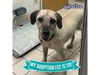 Adopt Agatha a Mixed Breed