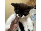 Adopt Zebra a Domestic Short Hair