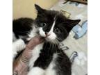 Adopt Sweetie a Domestic Short Hair