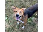 Adopt Lady Bug a Mixed Breed