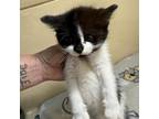 Adopt Humbug a Domestic Short Hair