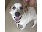 Adopt Keia a Mixed Breed