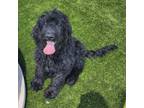 Adopt Maisy a Standard Poodle, Golden Retriever