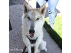 Adopt Nova a Siberian Husky, Mixed Breed