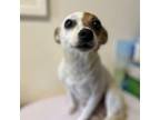 Adopt Vivian a Jack Russell Terrier