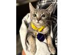 Adopt *Eyeshadow (Makeup) a Domestic Short Hair
