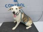 Adopt 87248 a Shepherd, Mixed Breed