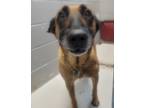 Adopt 87263 a Belgian Shepherd / Malinois, Mixed Breed