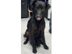 Adopt 877267 a Spaniel, Mixed Breed