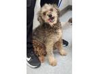 Adopt 87260 a Poodle