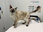 Adopt Snowflake Sandra a Siamese, Domestic Short Hair