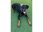 Adopt Sadie 3287 a Doberman Pinscher