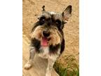 Adopt Darlyn a Schnauzer