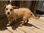 Adopt Matilda a Terrier, Dachshund