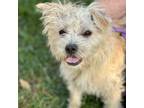 Adopt Abigail-City Of Industry Location a Poodle, Terrier