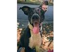 Adopt Arcadia- Gtag 23 a Mixed Breed