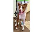 Adopt Mable- Tag 203 a Mixed Breed