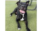 Adopt Muffin a Labrador Retriever