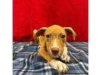 Adopt Casey a Mixed Breed