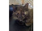 Adopt Sansa ~ Barn Cat, Shop Cat a Domestic Medium Hair