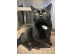 Adopt Ebony a Domestic Short Hair