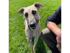 Adopt Sadie a Greyhound, Mixed Breed
