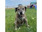 Adopt Gemma a Mastiff