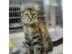 Adopt Princess Peach a Domestic Long Hair