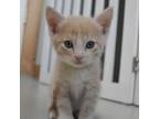 Adopt Iggy a Domestic Short Hair