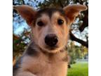 Adopt Echo a Husky
