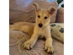 Adopt Charlie a Husky