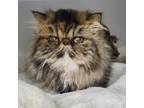 Adopt Strudel a Persian