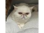 Adopt Crepe a Persian, Domestic Long Hair