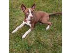 Adopt Darla a Shepherd