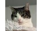 Adopt Melody a Domestic Short Hair