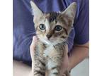 Adopt Seahorse (24-7234) a Domestic Short Hair