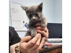Adopt Alicent (24-5142) a Domestic Short Hair
