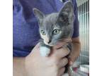Adopt Dolphin (24-7235) a Domestic Short Hair
