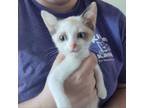 Adopt Orca (24-7233) a Domestic Short Hair