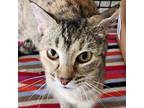 Adopt Jackalope (24-8159) a Domestic Short Hair