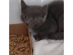 Adopt Charcoal Kitty a Domestic Short Hair