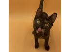 Adopt Torti a Domestic Short Hair