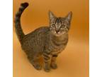 Adopt Torbie a Domestic Short Hair