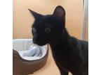 Adopt Fenwick a Domestic Short Hair