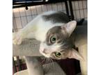 Adopt Aphrodite a Domestic Short Hair