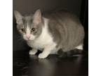 Adopt Athena a Domestic Short Hair
